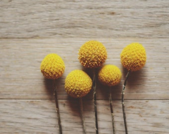 mustard yellow decor, botanical art print, rustic home decor, craspedias, floral nursery art, autumn decor, earth tones,fine art photo