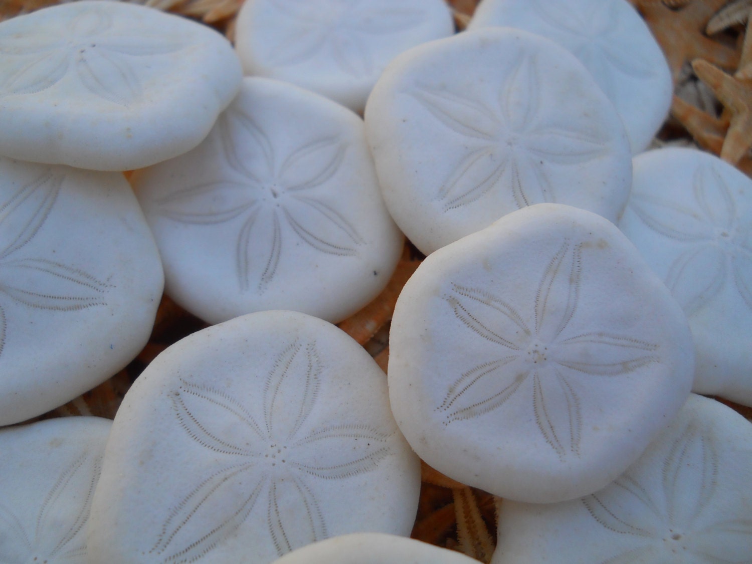 sea biscuits sea cookies BEACH NAUTICAL DECOR by SandrasSeashells