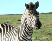 African art, animal photography, zebra photo, nomadah photography, african animal photo, wildlife photography, zebra stripes