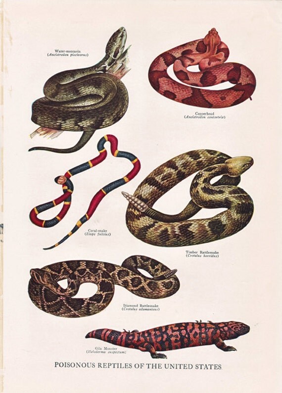 vintage print of 'Poisonous Reptiles of the United