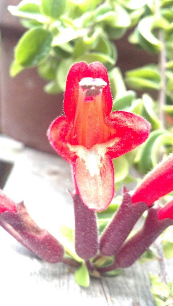One 1 RARE TWISTER RED Lipstick Plant Aeschynanthus Radicans