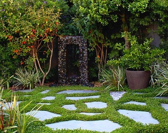 Dichondra repens, bulk 1000 seeds, no mow lawn, great ground cover in warm climates, zone 9 to 11, containers, stepping stones, go barefoot