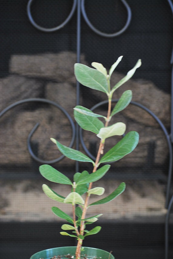 Live Pineapple Guava Feijoa sellowiana 4 Pot by 9GreenBox
