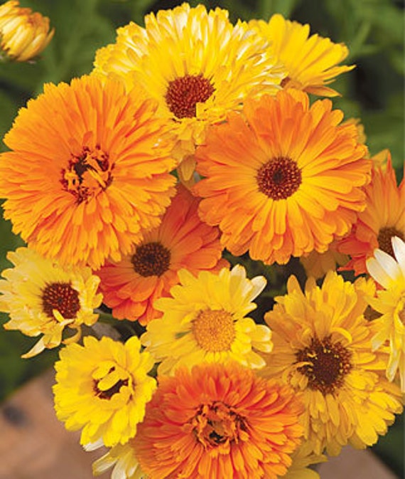 Calendula Pacific Beauty Mix 50 Seeds Medicinal Qualities