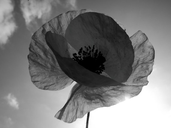 Items similar to Black and White Paper Poppy Flower Floral Nature Art