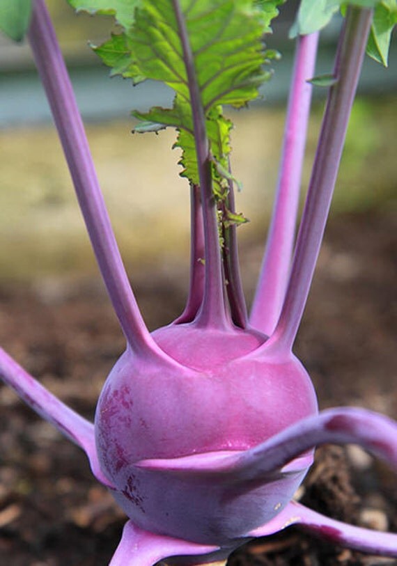 Items similar to Kohl Rabi Purple Vegetable Seeds Kohlrabi Fast ...