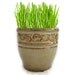 Microgreens DIY Garden Kit in Vintage 1970s Stoneware Planter - Indoor Kitchen Gourmet Garden