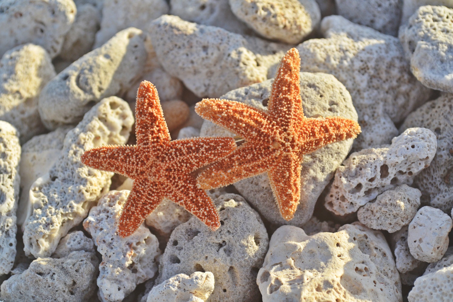Set of 1 Double Starfish Mermaid Nautical by HeavenlySea on Etsy