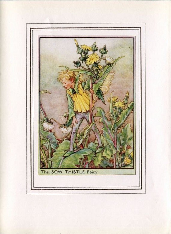 Sow Thistle Flower Fairy Vintage Print C.1950 Cicely Mary