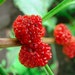 0.3g. (approx. 360) strawberry spinach seeds CHENOPODIUM CAPITATUM Leaves for salad. Berries for jam or wine