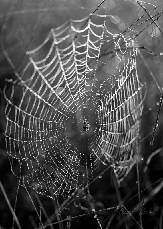 Items similar to Spider, Spider Web, Photo of Spider, Photo of Spider ...