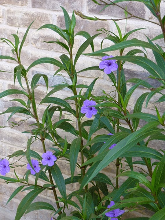 Mexican Petunia Ruellia brittoniana 4 Live Plants by