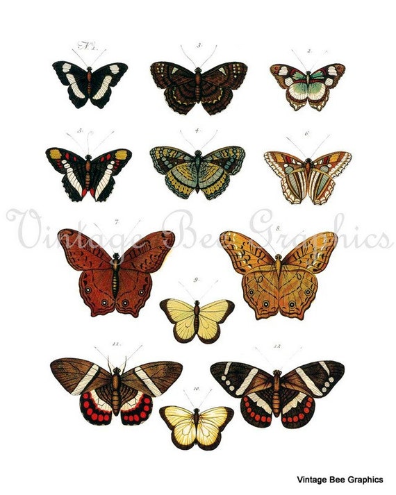 Items similar to Butterfly Antique Natural History Digital Download ...
