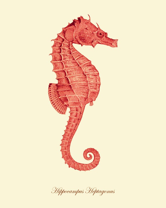 Seahorse art print Vintage old prints home decor wall art