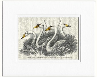 swans dictionary page print