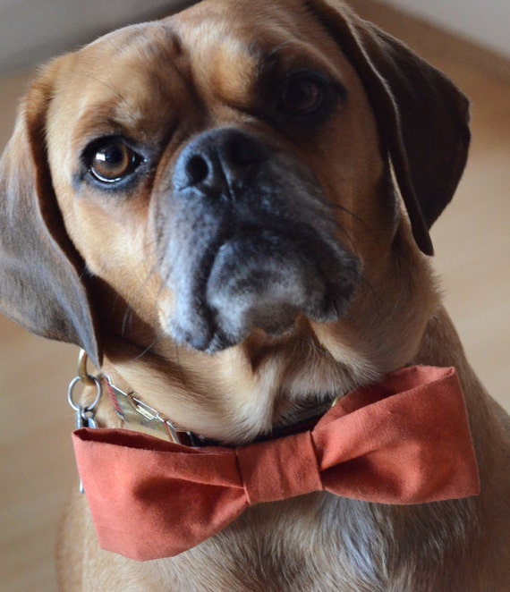 dog bow tie sewing pattern easy printable pattern and