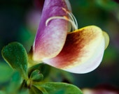 broom flower photography, 8x10 nature photography, floral decor, purple pink orange, green, spring photography, flower petals, flower print