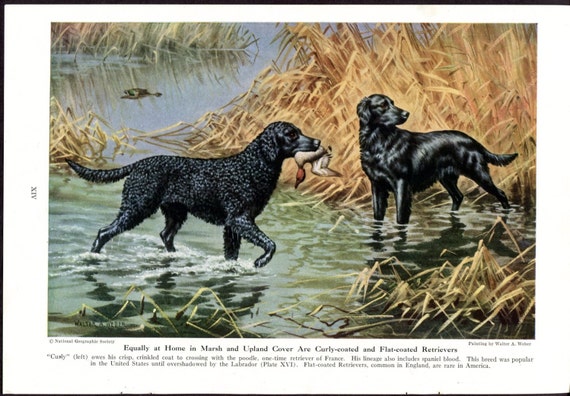 Retrievers, Weimaraner and Short Hair Pointer Vintage Dog Prints Walter A. Weber 1940s