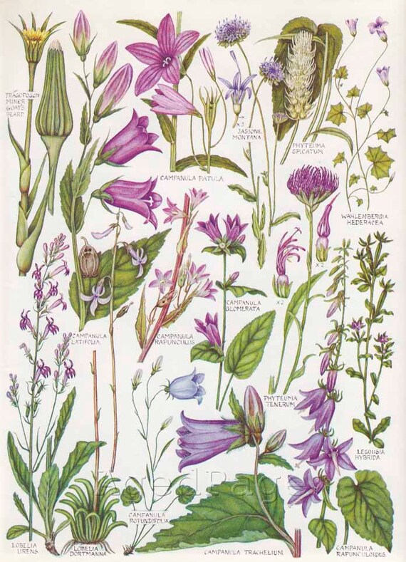 Vintage Botanical Print Wildflower Chart Art by AgedPage on Etsy