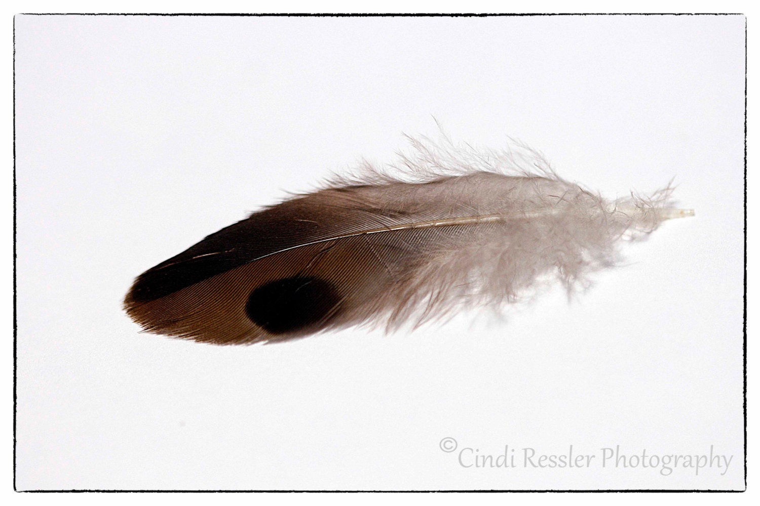 Mourning Dove Feather Photography Nature by CindiResslerPhotos
