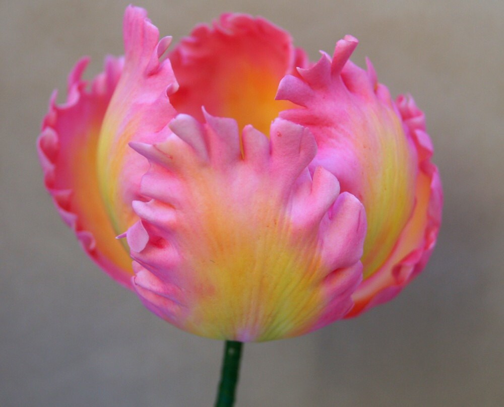 flowers sugar tulips make Sugar Gumpaste SweetEglantine Parrot Flower on by Tulip Etsy