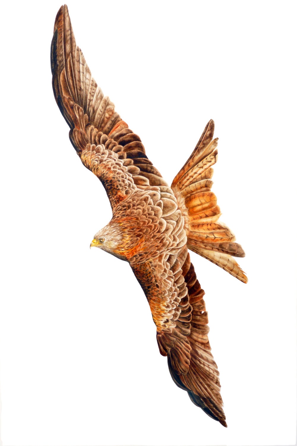 Red Kite Large fine art print 16 x 11 inches from