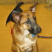 MokaDog21