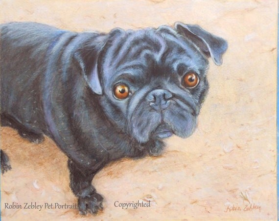 Pug Art Portrait drawing in colored pencil by CustomPortraitArt