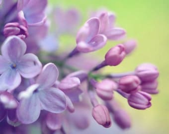 Botanical photography print purple green lilac flowers wall art - Flowerful