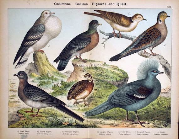 Antique Print of Doves, Pigeons, and Quail -- Large Chromolithograph from 1889