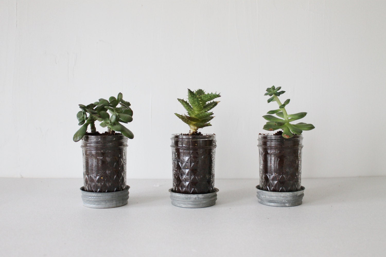 Mason Jar Planters with drainage set of 3 UpCycled Jelly