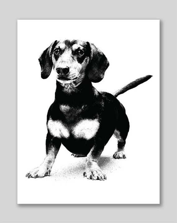 Items Similar To Dachshund Black And White Ink Drawing 8.5 X 11 Inch ...