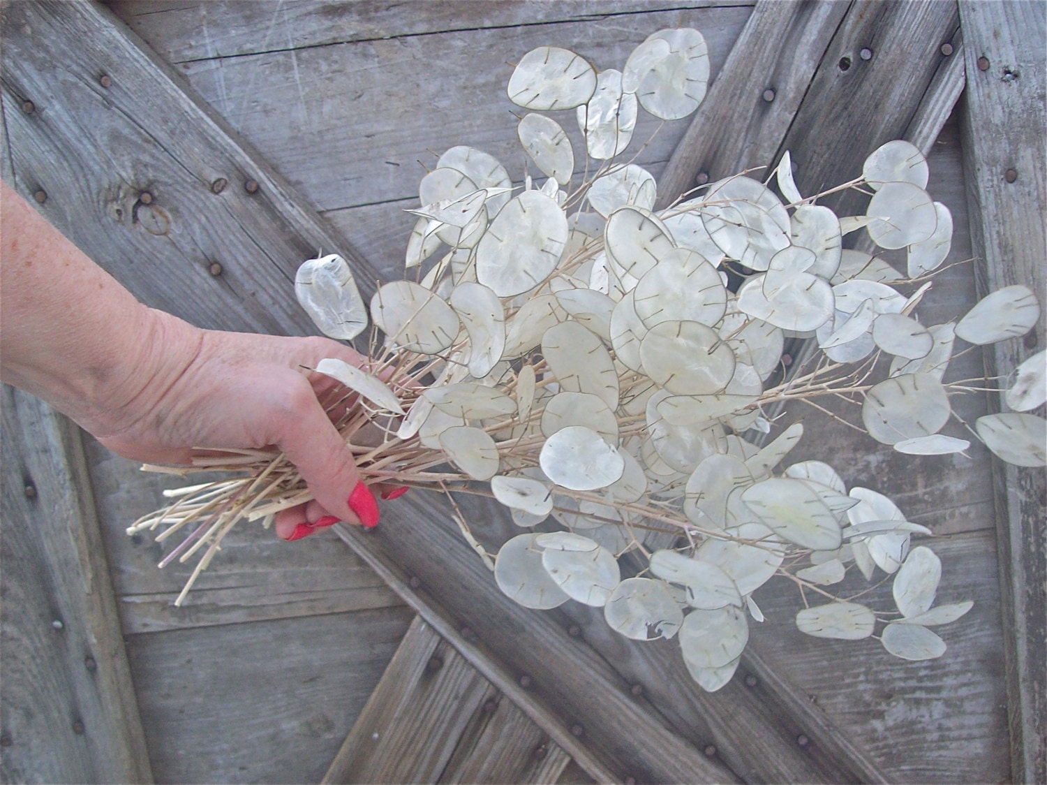 Silver Dollar Plant Flower Bunch Dry Arrangement Simple