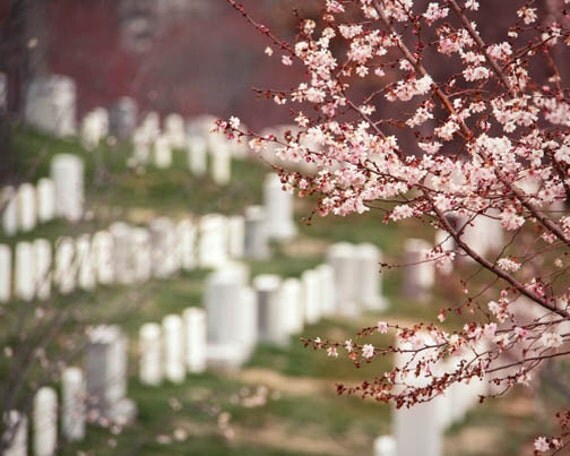 Cherry Blossoms in Arlington National Cemetery white pink