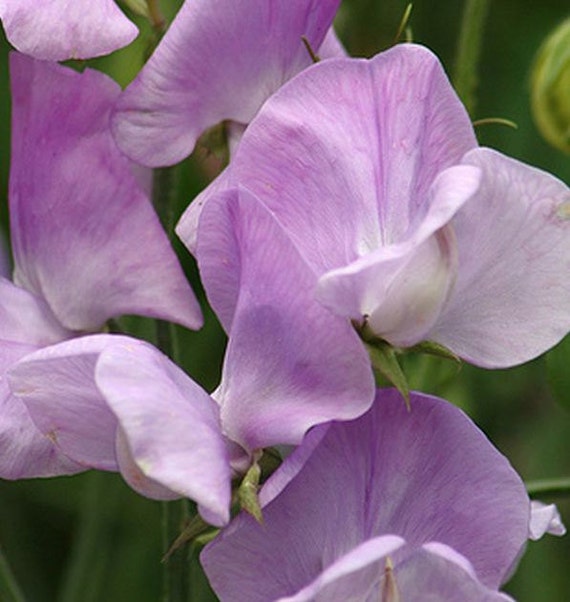 Sweet Pea Heirloom Queen of the Night Sweet Pea Seeds