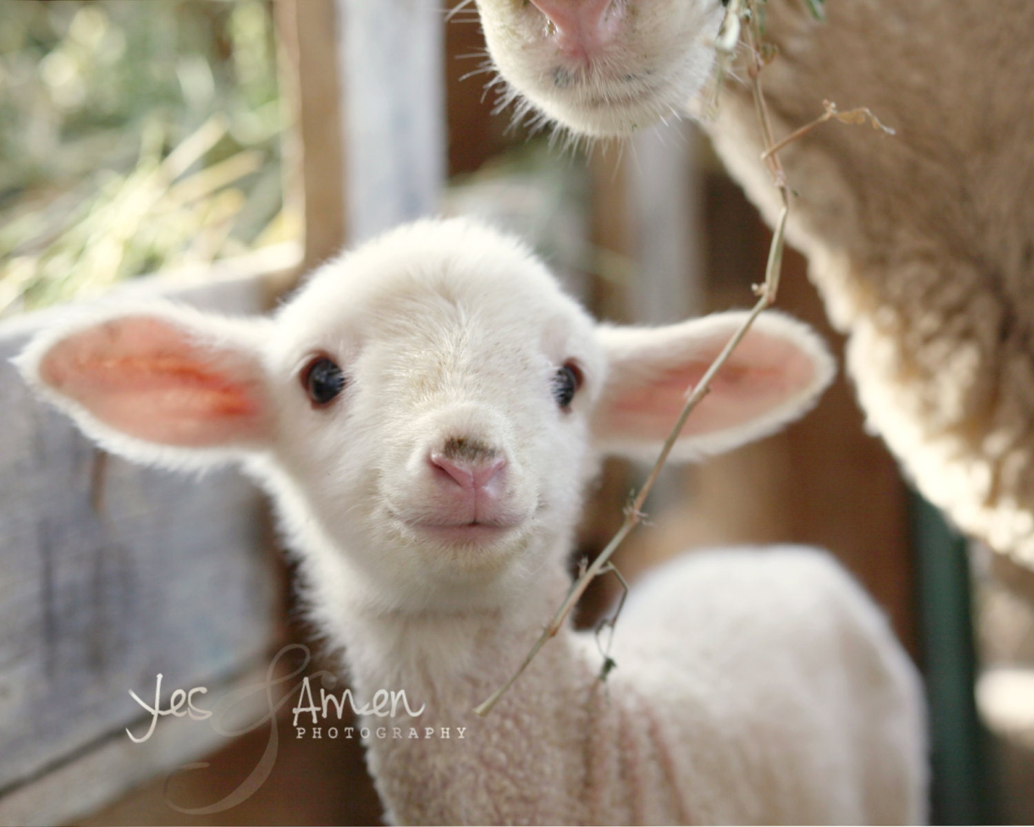 promise fine lamb photography and so farm fresh 8x10