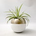 Air Plant Pod // Mini Gold Colorblock Air Plant Pot (with Air Plant)