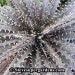 Hybrid Dyckia 'Precious Metal'