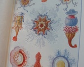 Lithograph Medusa like animals 1911
