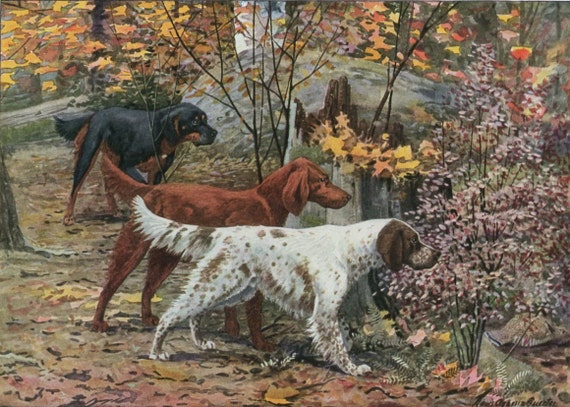 Setters Hunting Dog Print 1910s Louis Agassiz Fuertes Dog Art Irish Setter English Setter Gordon Setter