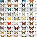 Custom Butterfly Listing - Butterfly Wings for Crafting