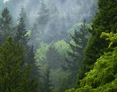 Forest Photograph, Pacific Northwest, woods, mist, fog, Canadian wilderness scenery, 8x10 forest green, emerald green, fine art photography