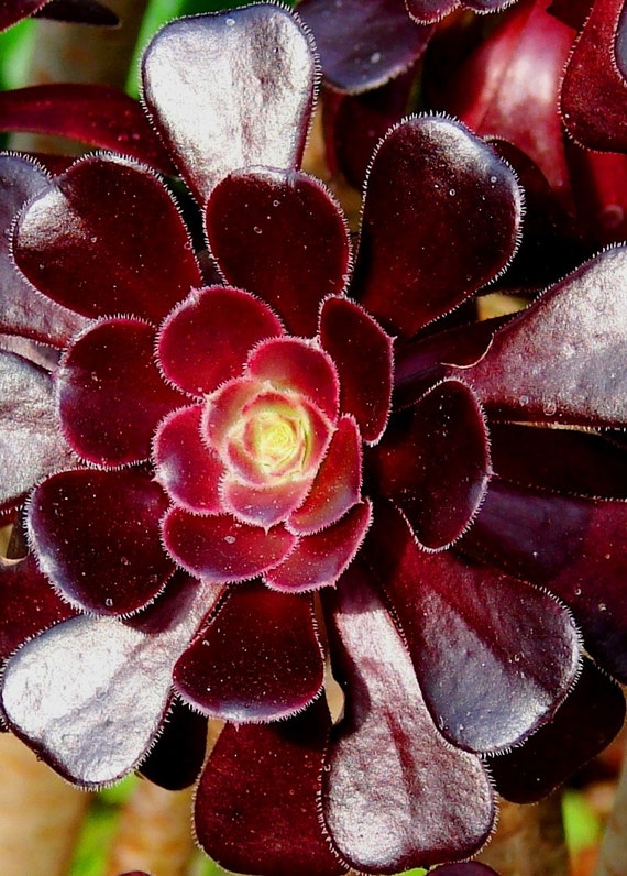 Items similar to Succulent - Flower Fine Art Photography - Maroon ...