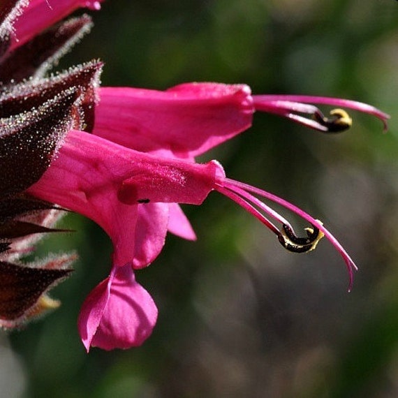Hummingbird Sage Salvia spathacea rare seeds showy winter