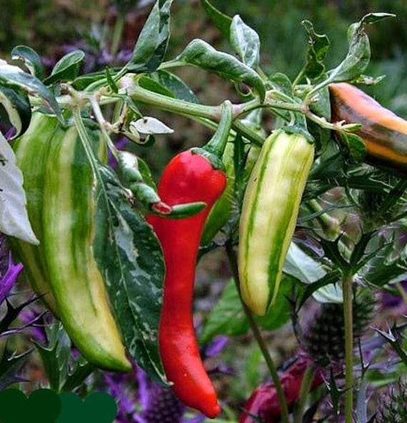 Fish Pepper brutally hot heirloom 25 seeds great by SmartSeeds