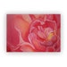 Pink Peony flower. Contemporary, modern Original Painting. Soft pastel.