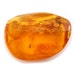 Natural Baltic Amber - cognac - 2 INSECT -26x21mm - Unique collectable - Fly / sawfly and Maggot