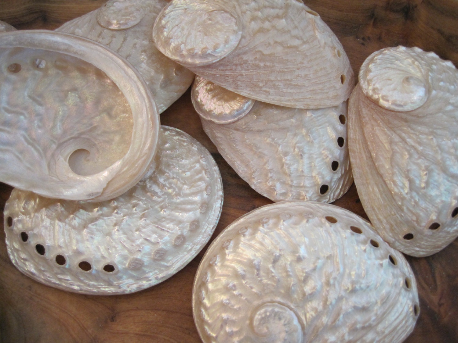 Beach Decor Abalone Shells 10 Abalone Shell Seashell