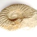 Cretaceous fossil ammonite, fossil collectors, sea creatures, fossil, palaeontology, palaeontology, geology
