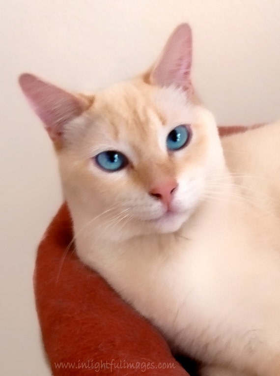 Items similar to White Flame Point Siamese Cat with Blue ...